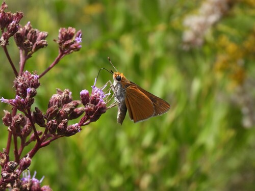 Palmetto Skipper photo 3
