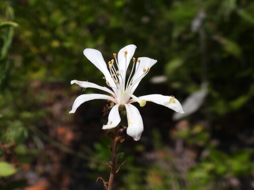 Bejaria racemosa, photograph 1