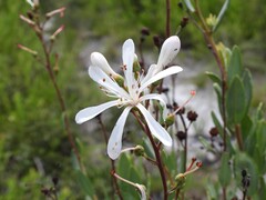 Bejaria racemosa