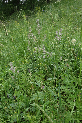 Nepeta nuda, photograph 6