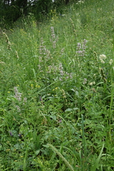 Nepeta nuda, photograph (c) Oleg Kosterin, some rights reserved (CC BY)