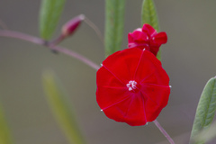 Ipomoea cavalcantei