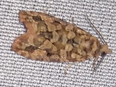 Olethreutes monetiferanum