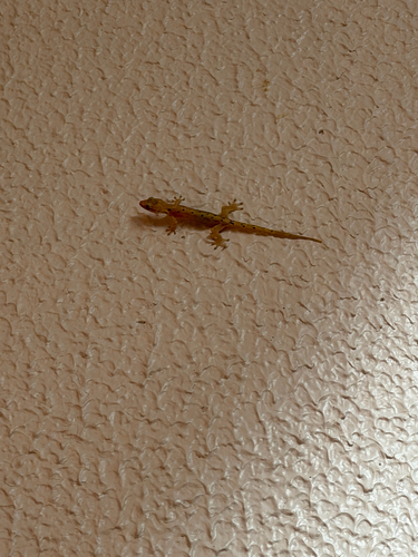 Lepidodactylus lugubris observed 2026-09-05