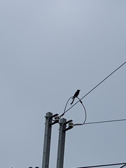 Dicrurus macrocercus