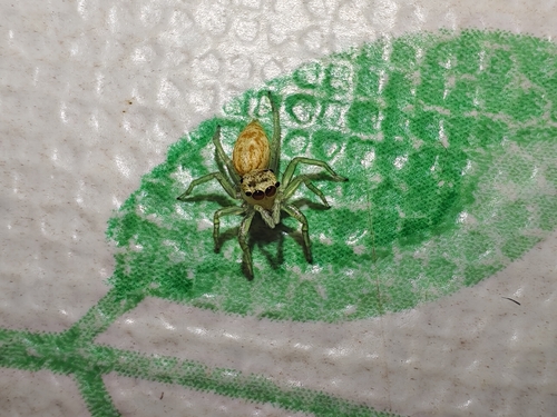 Multi-Coloured Phintella