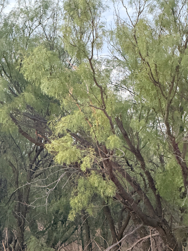 honey mesquite