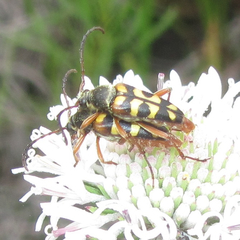 Typocerus sinuatus
