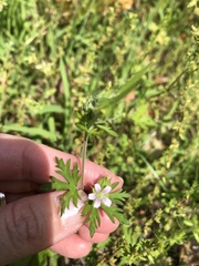 Geranium carolinianum
