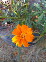 Cosmos sulphureus