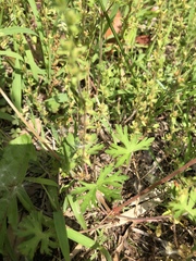 Geranium carolinianum