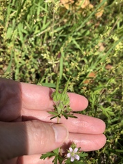 Geranium carolinianum
