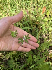 Geranium carolinianum