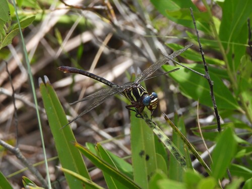 Two-striped Forceptail photo 6
