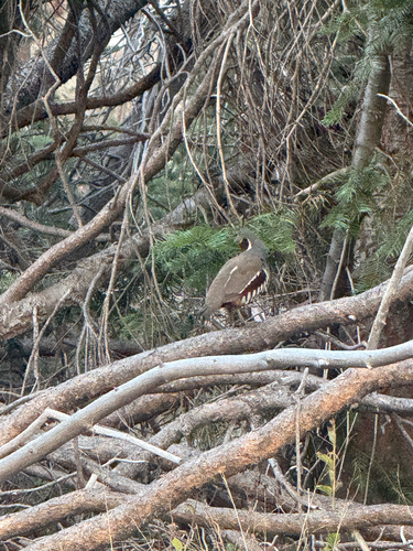 iNaturalist observation photo of Mountain Quail