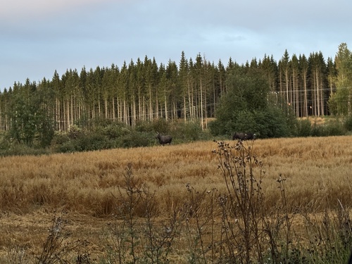 Moose