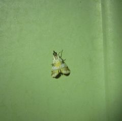 Eurhythma cataxia