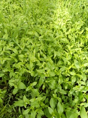 Myosotis sparsiflora