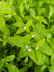 Myosotis sparsiflora