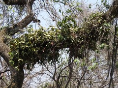 Guarianthe aurantiaca