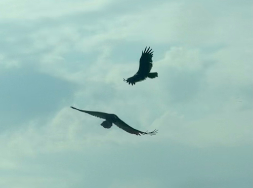 Turkey Vulture