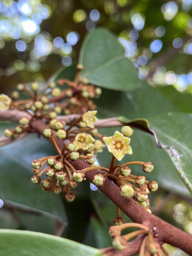 Chrysophyllum cainito observed 2026-09-02