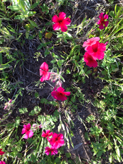 Phlox drummondii drummondii