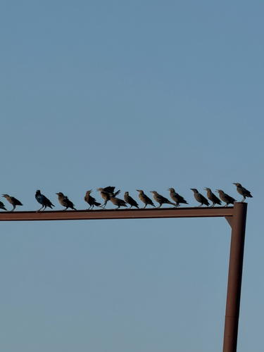 Great-tailed Grackle