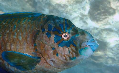 Bumphead Parrotfish (Scarus perrico)