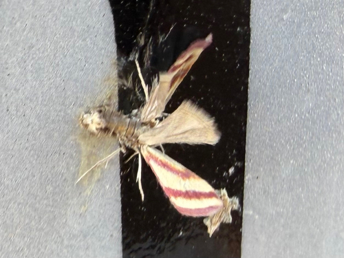 Whip-marked Snout Moth