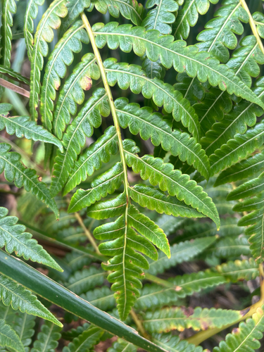 Cibotium menziesii observed 2026-08-25