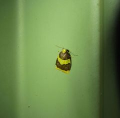 Heterallactis phlogozona