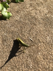 Atractomorpha australis