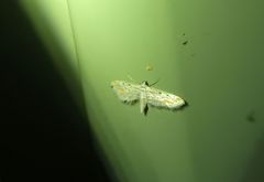 Parapoynx dentizonalis