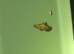 Metasia polytima