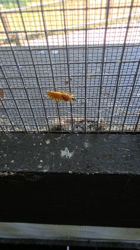 Orange Assassin Bug