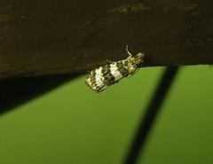 Scolioplecta ochrophylla
