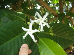 Tabernaemontana dichotoma