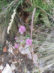Allium acutiflorum
