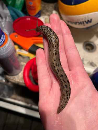 Leopard Slug
