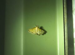 Herpetogramma hipponalis