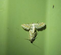 Parapoynx dentizonalis