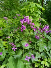 Lunaria annua