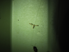 Nippoptilia cinctipedalis