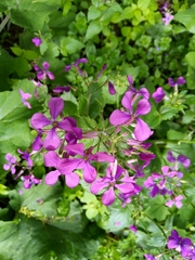 Lunaria annua