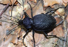 Carabus gigas