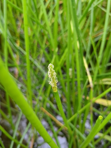 Eleocharis dulcis observed 2026-09-05