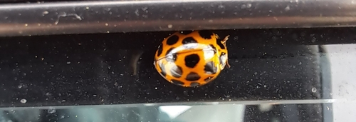 Large Spotted Ladybird