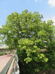 Castanea crenata