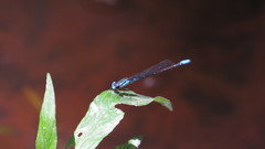 Acanthagrion lancea